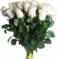 Белые розы Голландия